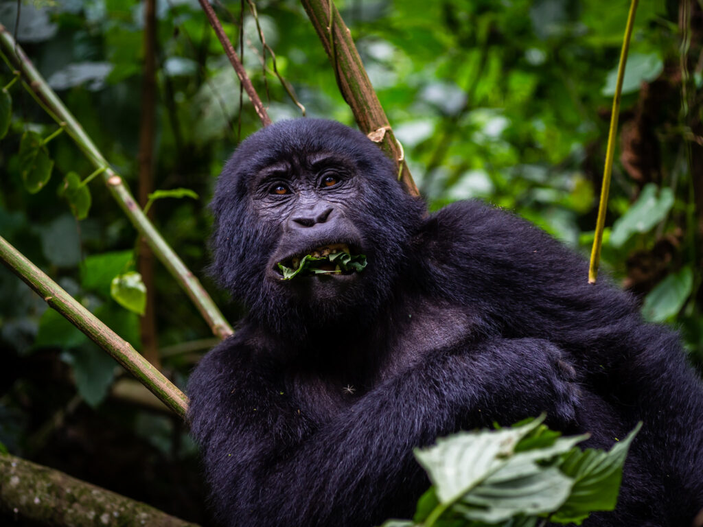 bwindi impenetrable forest national park