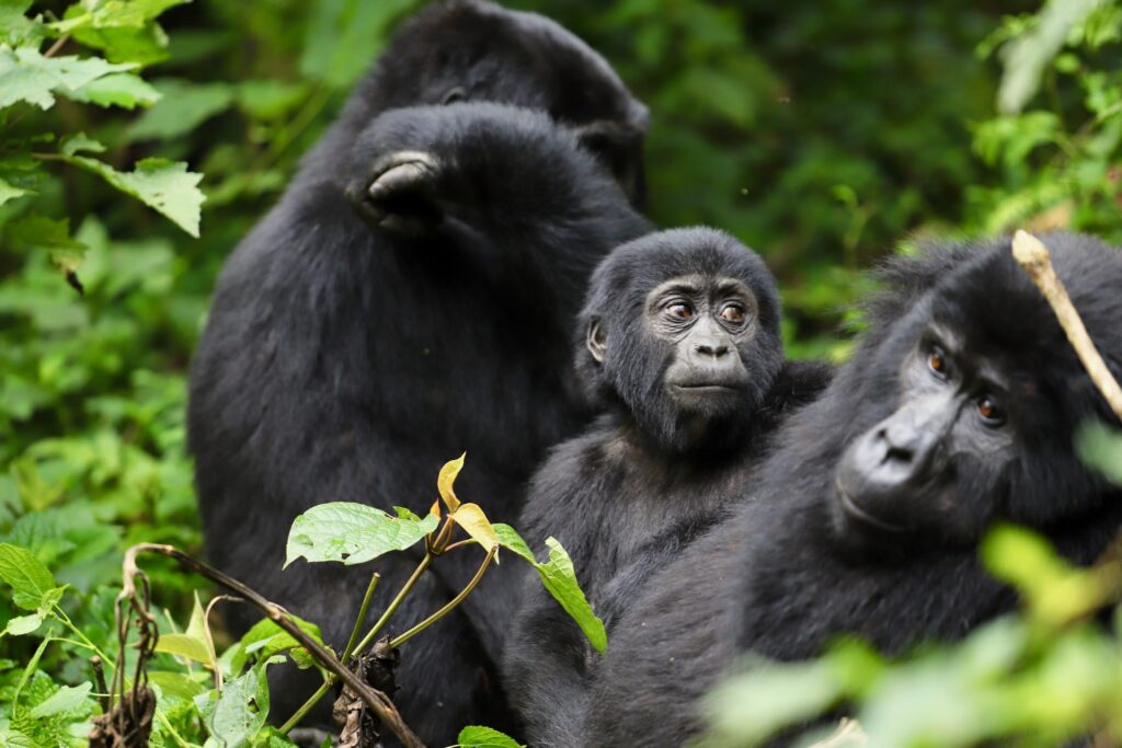 bwindo gorillas