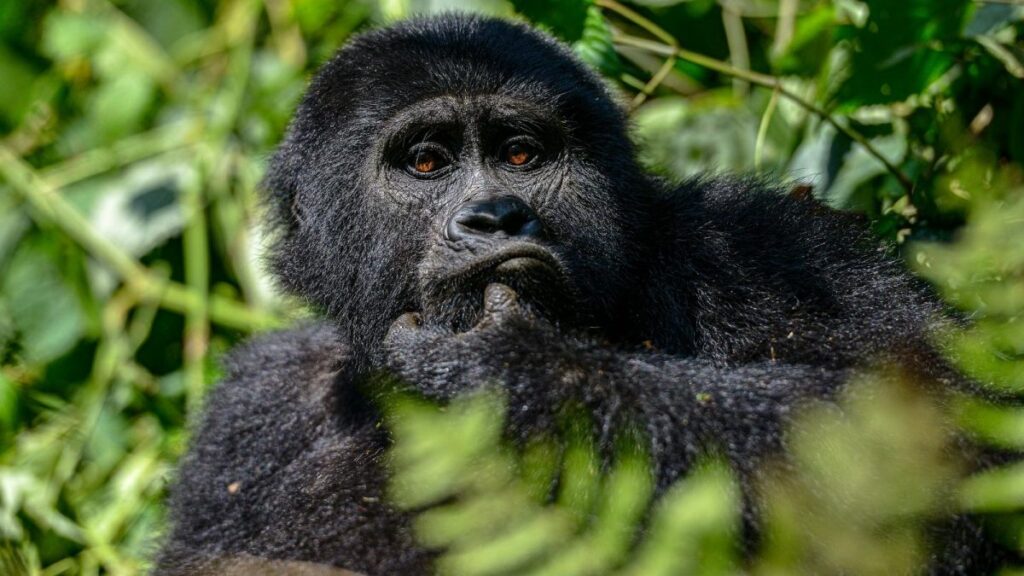 Mgahinga gorillas national park