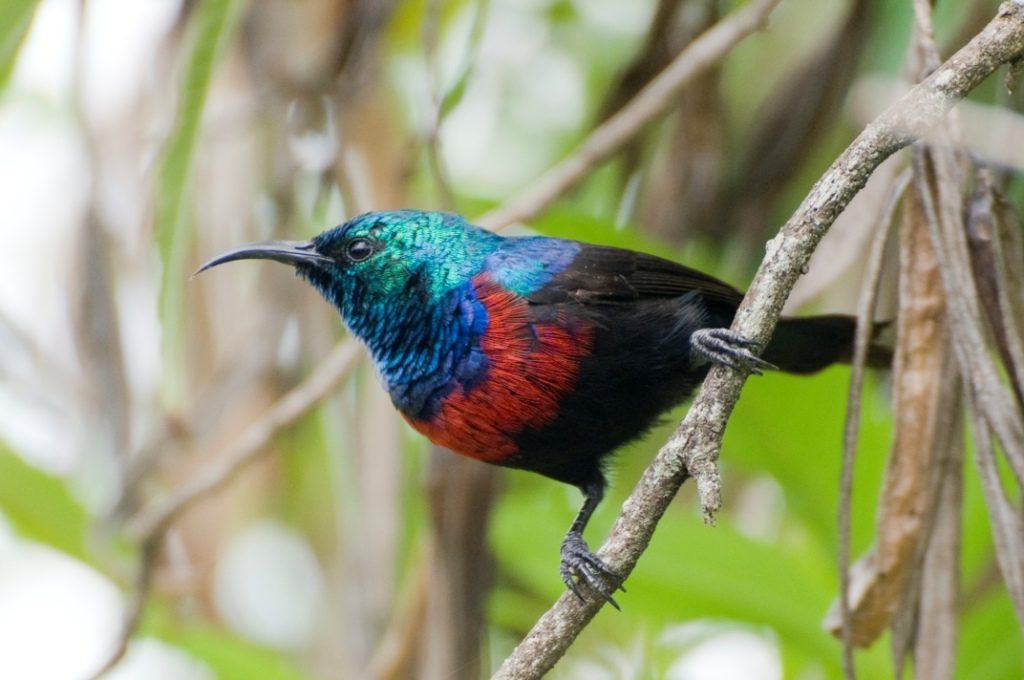 birds in elgon 