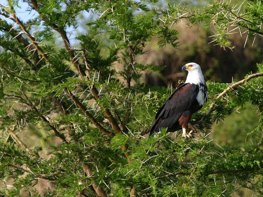 birds of lake mburo 