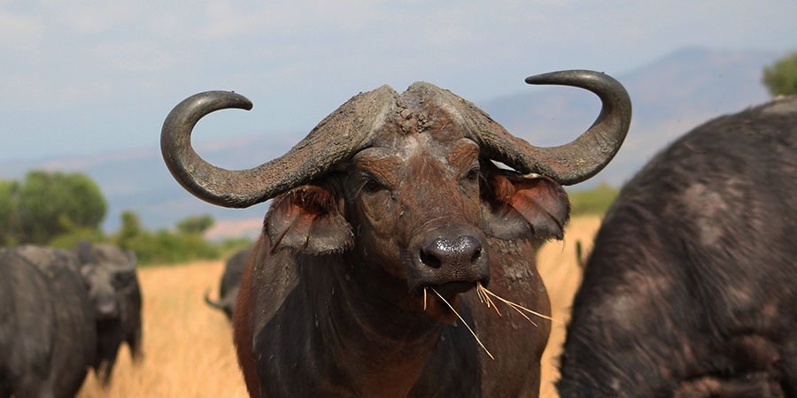buffaloes 