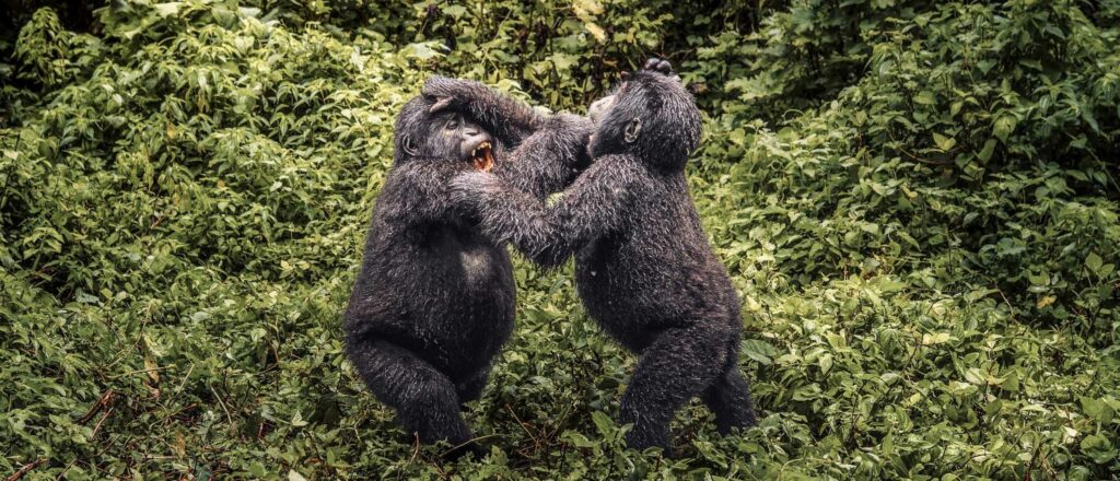 5 Days Uganda gorilla trekking and Queen Elizabeth safari from Kigali