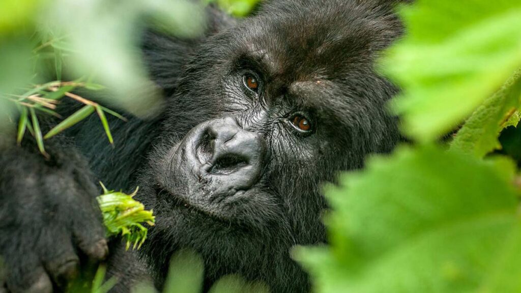 5 Days gorilla and chimpanzee trekking safari