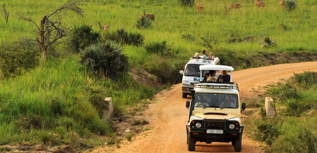 game drive in queen elizabeth park 