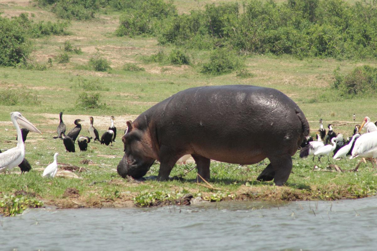 queen elizabeth national park