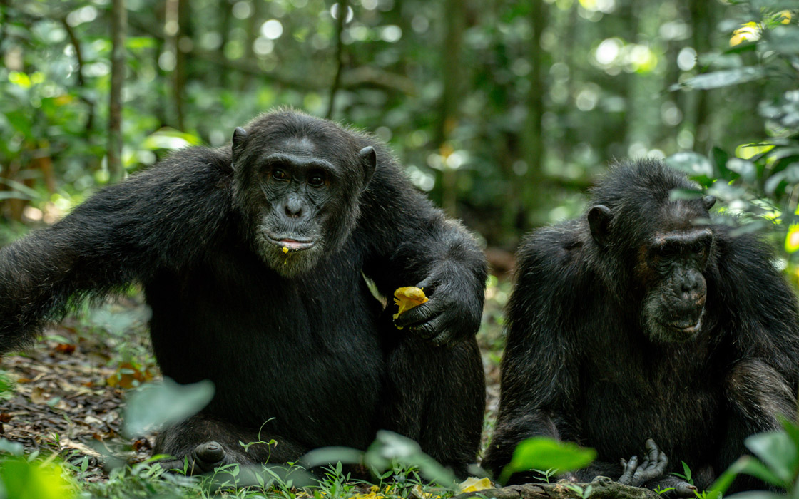 2 Days Kibale Chimpanzee trekking safari