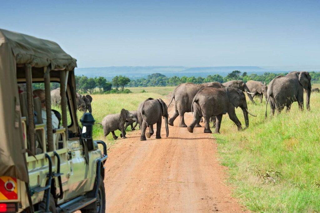 kidepo game drives
