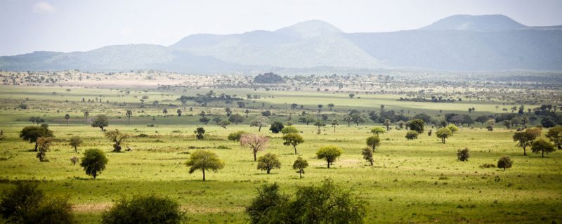 kidepo  wildlife 