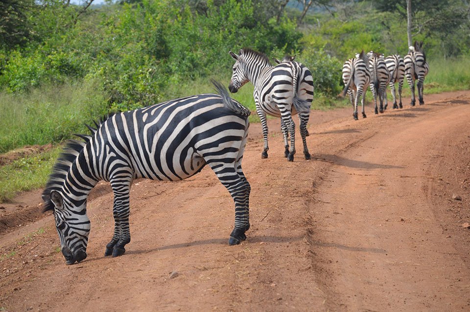 lake mburo zebras
