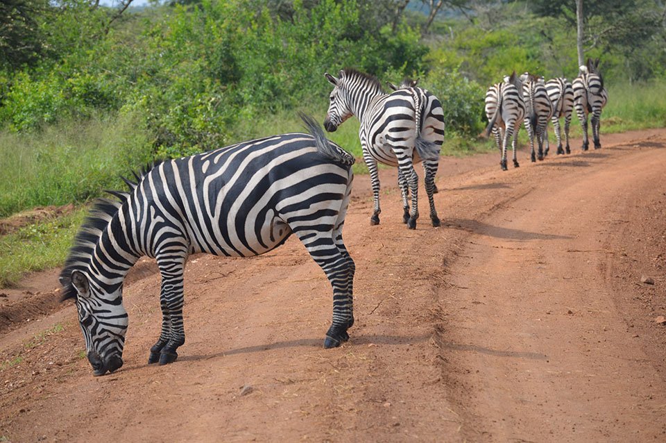 lake mburo zebras 