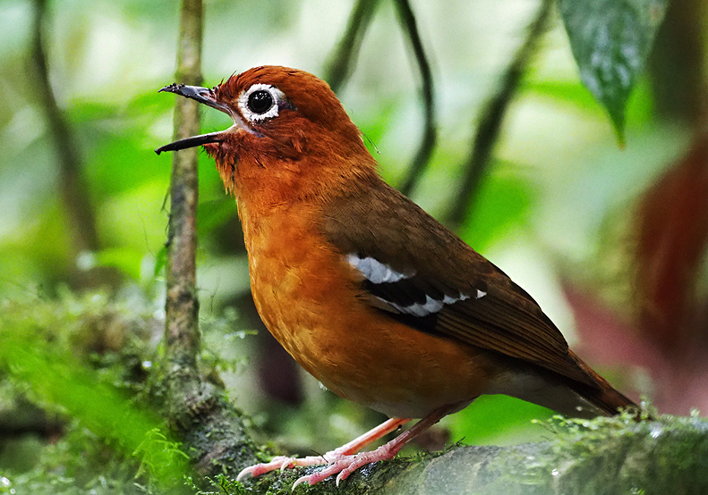 birding in Mgahinga 