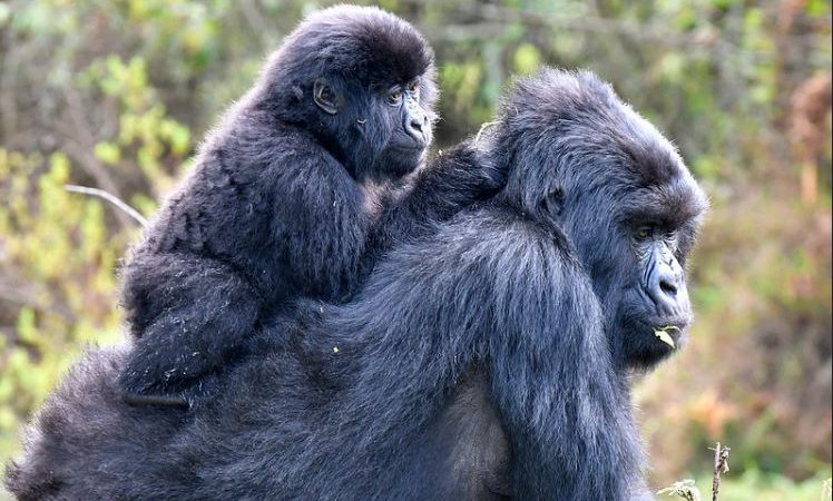 Mgahinga gorilla national park