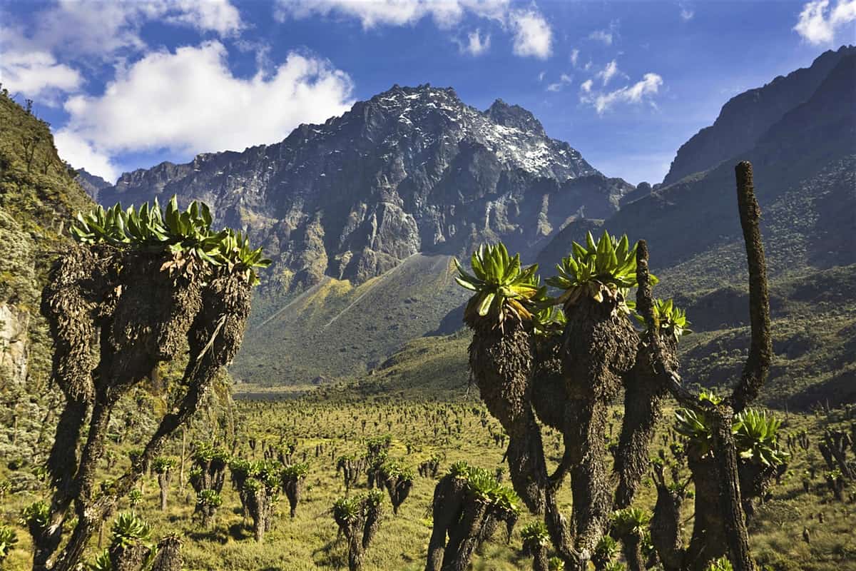 mount Rwenzori National park