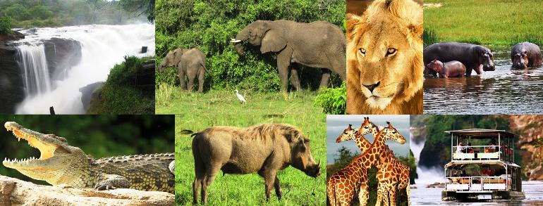 6 Days Murchison falls and Bwindi national park safari