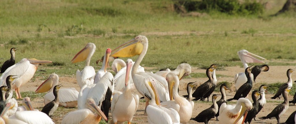 queen elizabeth national park birds 