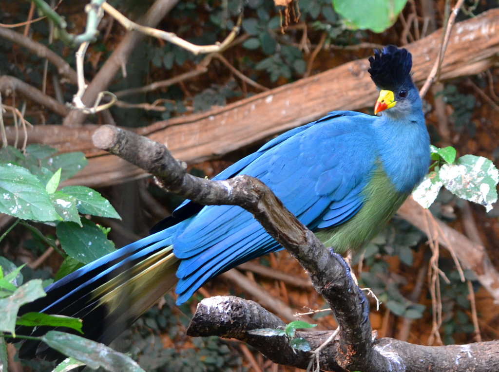 birds in rwenzori 