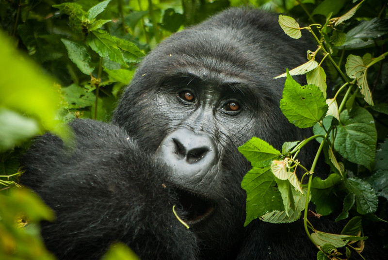 uganda gorilla trekking 