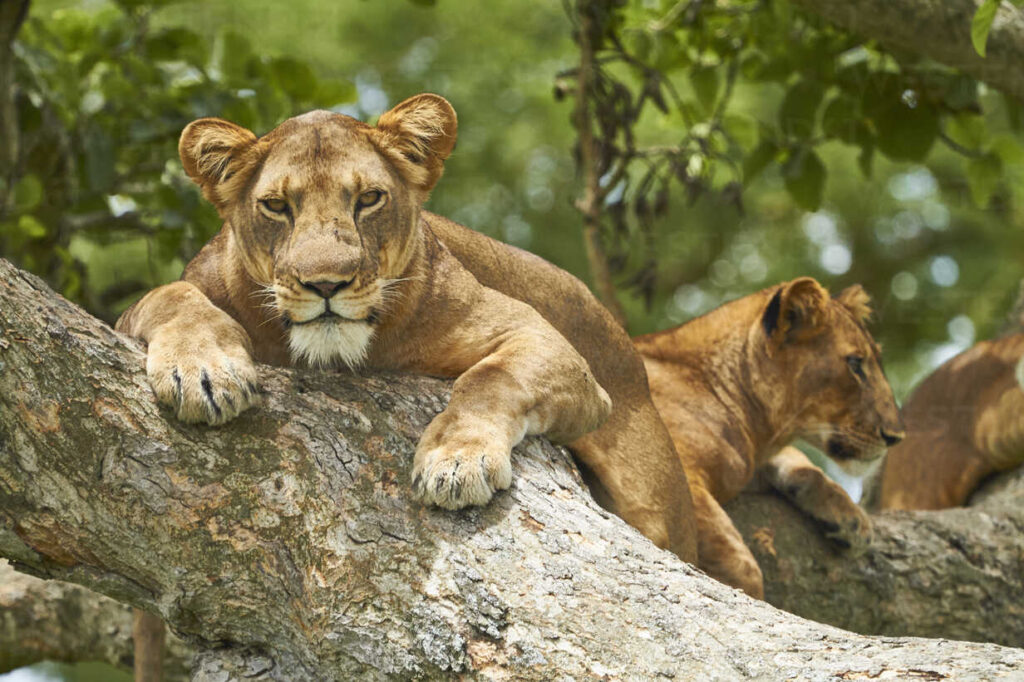 queen elizabeth national park