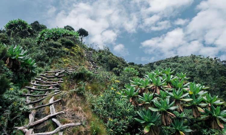 virunga range in Mgahinga 