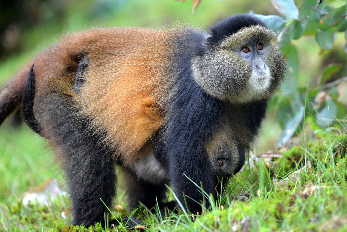 uganda safaris 