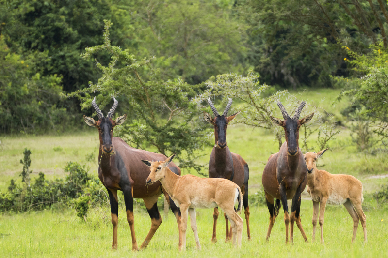 lake mburo national park