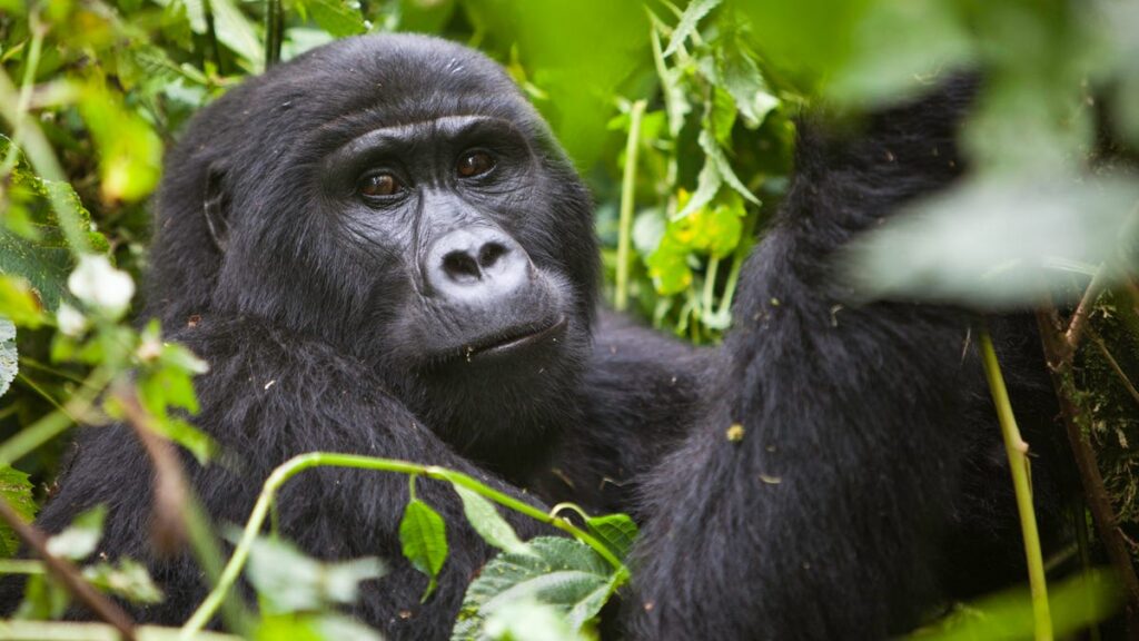6 Days Uganda primates and wildlife safari from Kigali