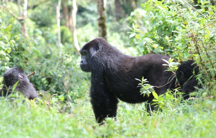 5 Days Uganda gorillas and chimpanzee safari from Kigali