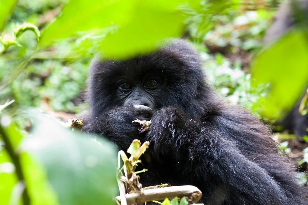 gorilla trekking in Bwindi 