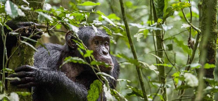 budongo chimp trekking 