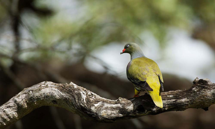 birding in Bwindi