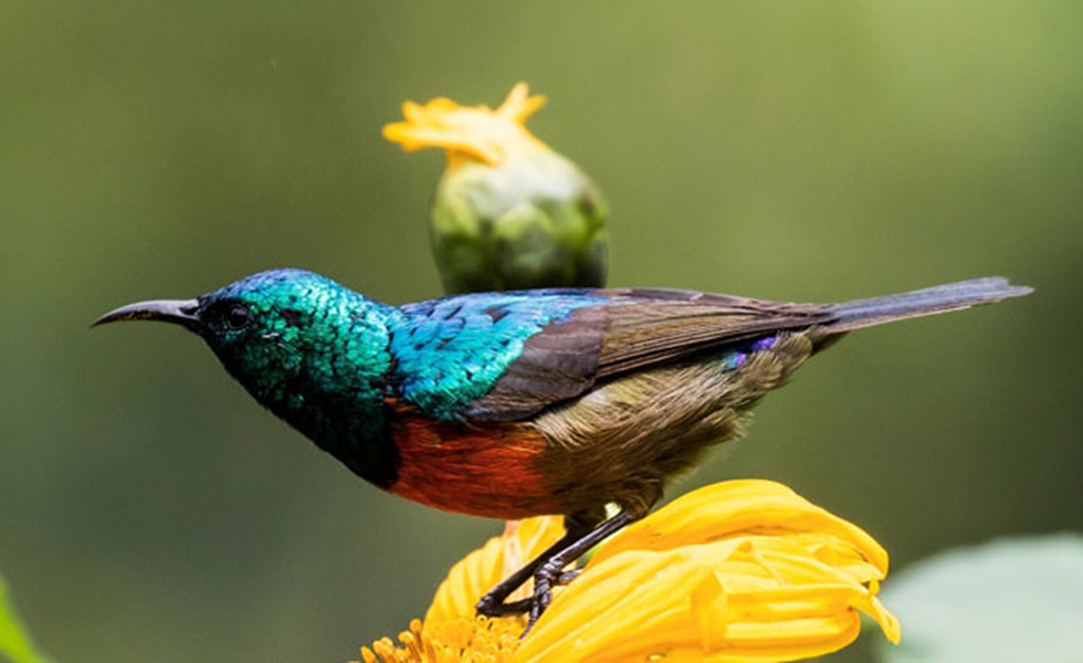 Bwindi birds 