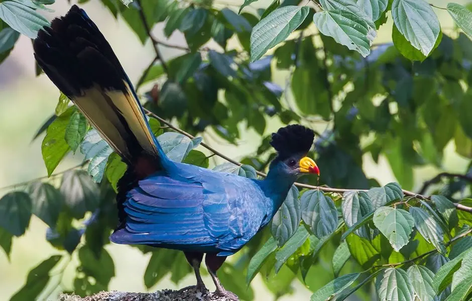bwindi birds
