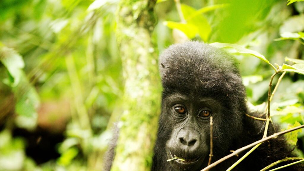 bwindi gorillas
