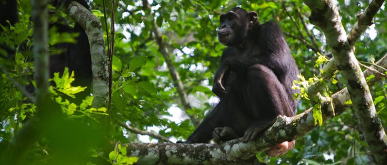 chimp trekking 