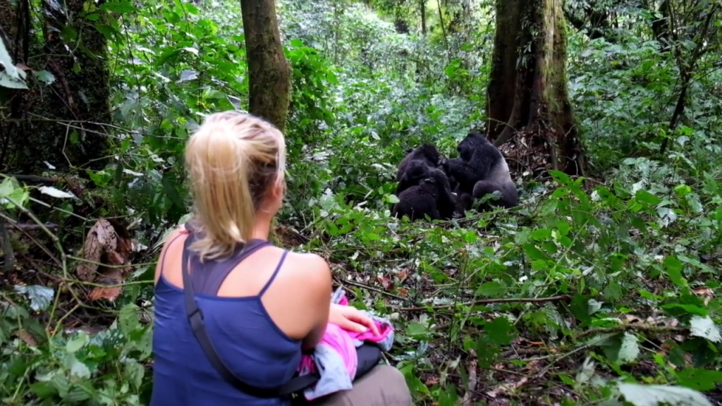 3 Days Gorilla Habituation Experience