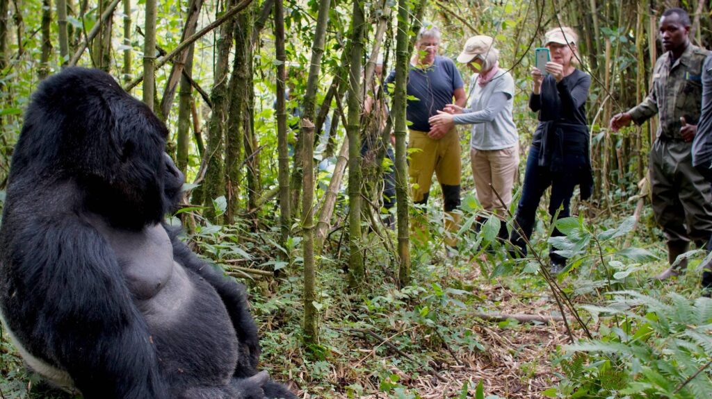 gorilla trekking in Rwanda 
