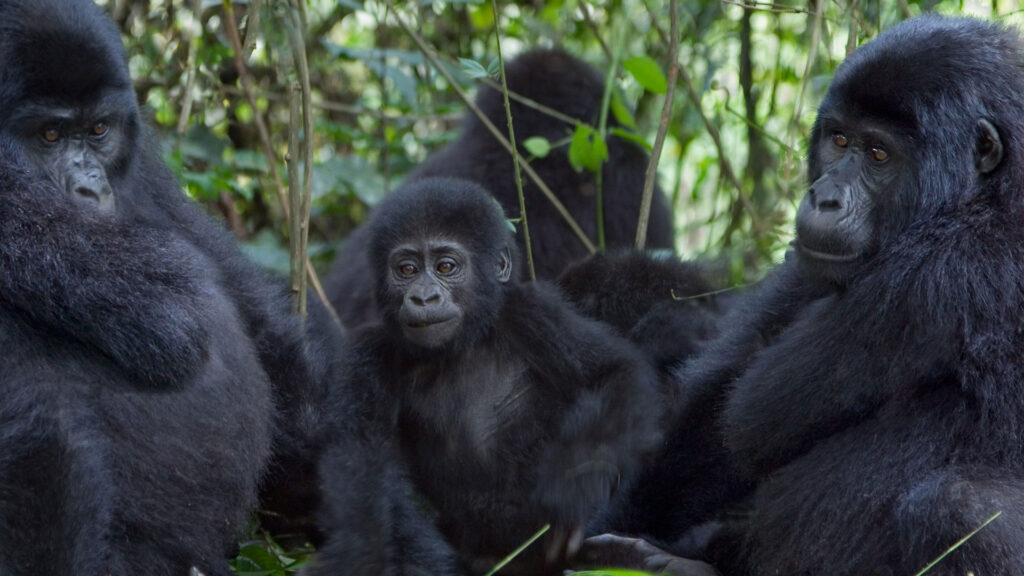 gorilla trekking in uganda 