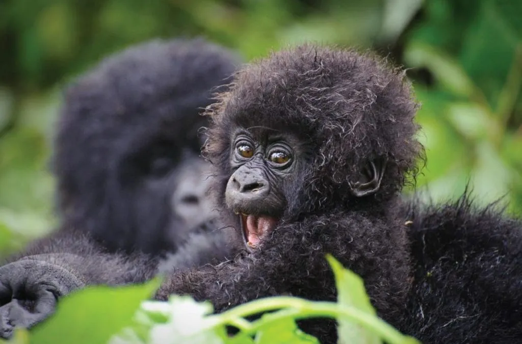 uganda gorilla trekking 