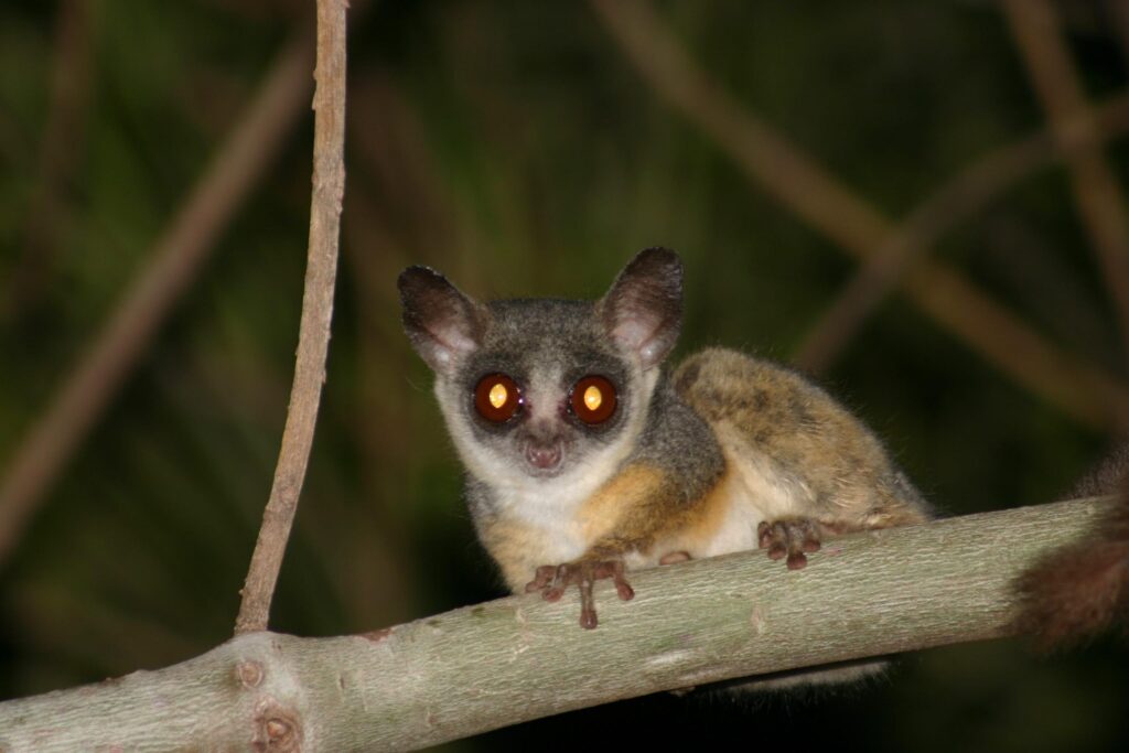 night walks in kibale 

