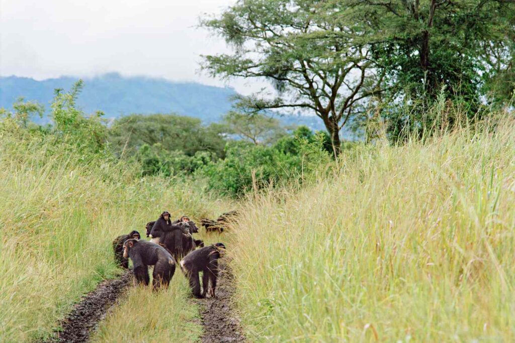 kyambura gorge
