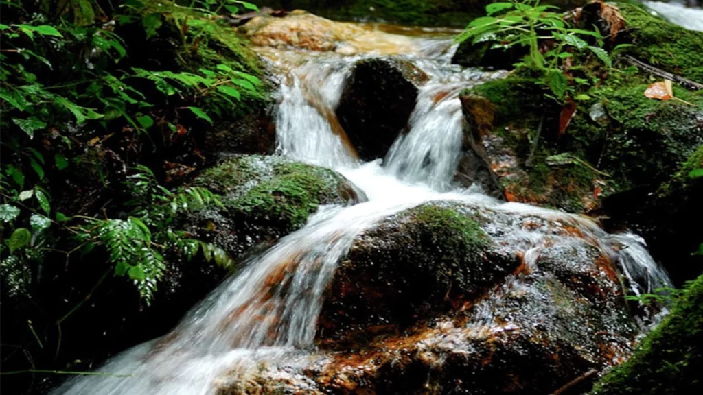 bwindi river trail
