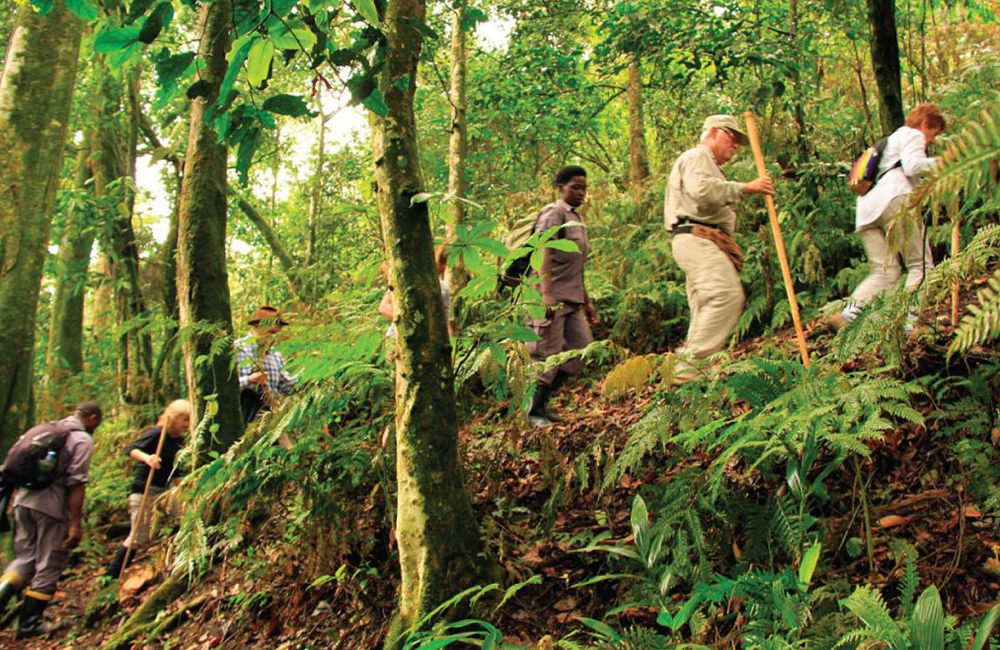 bwindi nature walks
