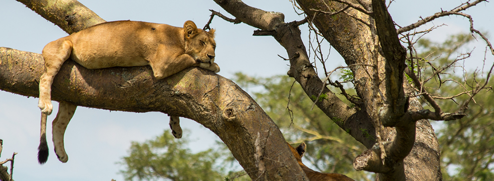 game drive in ishasha