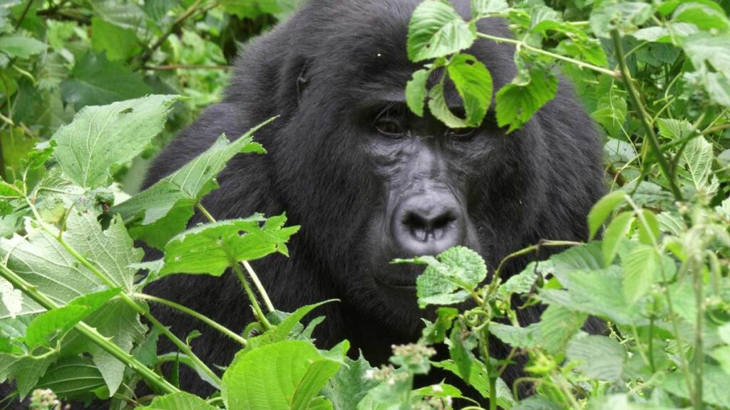 Oruzongo Gorilla Family
