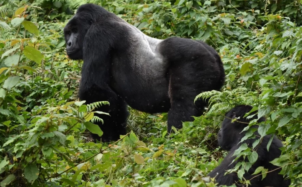                                                            Mukiza Gorilla Family          