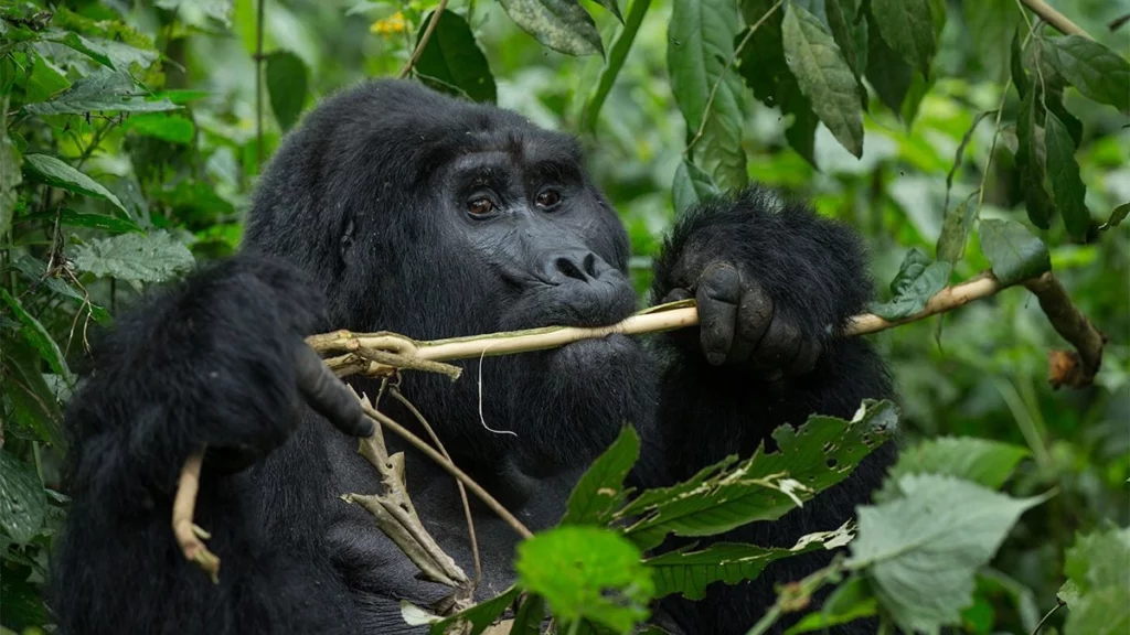 ruhija gorilla family 
