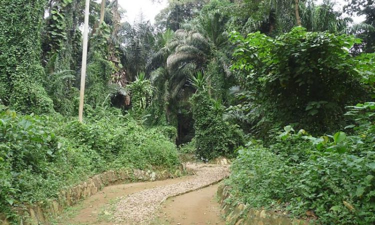 botanical garden
