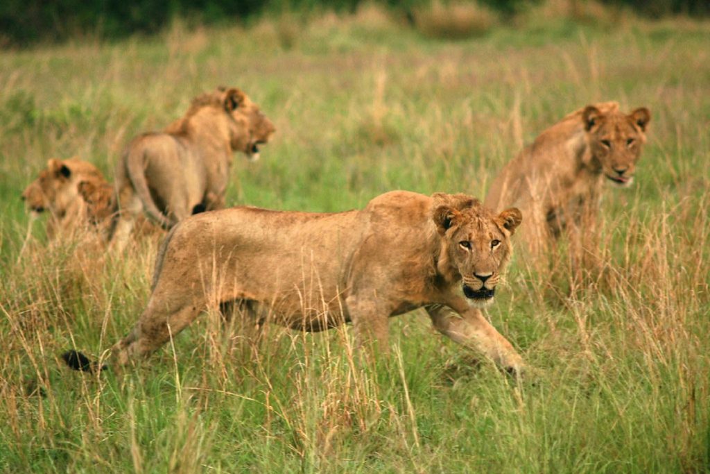 7 Days Uganda  primates and wildlife safari from Kigali