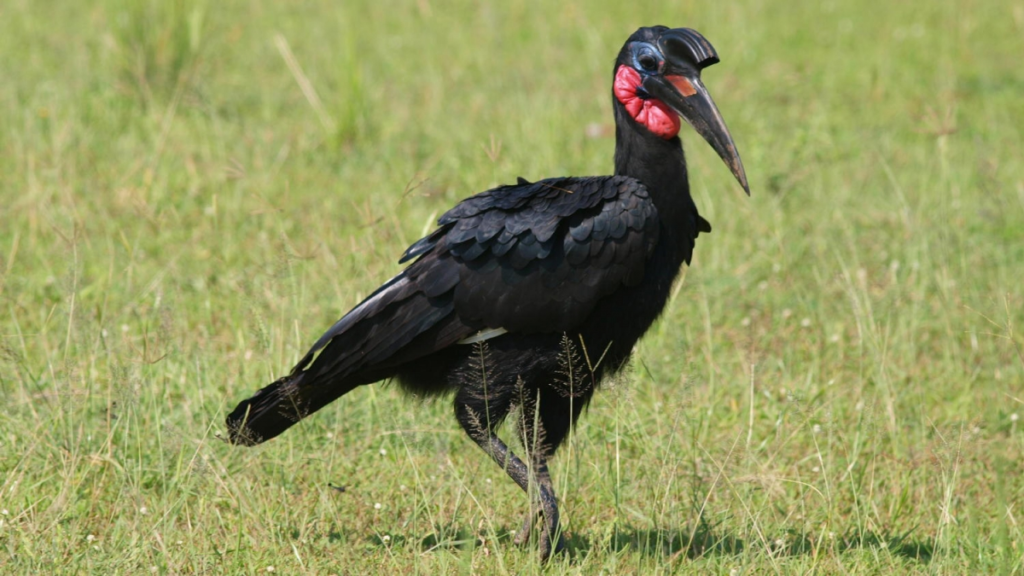 birds of murchison falls park